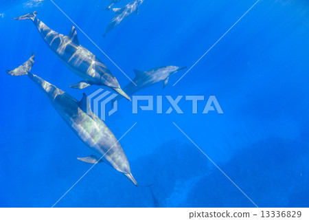 在夏威夷島的海豚 13336829