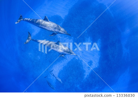 在夏威夷島的海豚 13336830