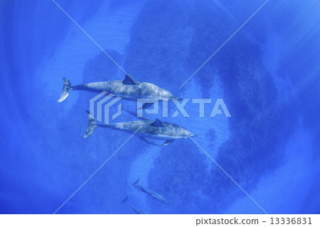 Dolphins at the Island of Hawaii 13336831
