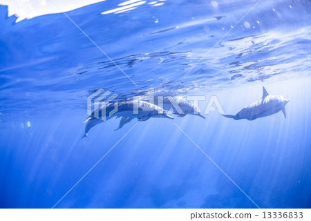 Dolphins at the Island of Hawaii 13336833
