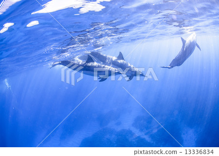 在夏威夷島的海豚 13336834