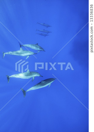 在夏威夷島的海豚 13336836