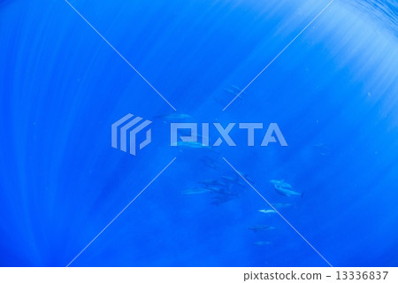 Dolphins at the Island of Hawaii 13336837