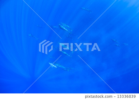 在夏威夷島的海豚 在夏威夷島的海豚 13336839