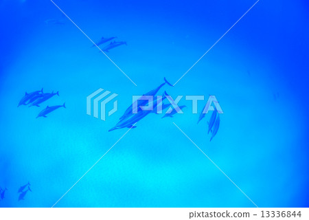在夏威夷島的海豚 13336844
