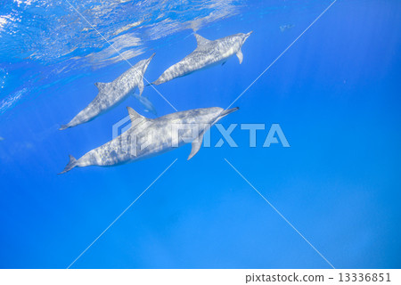 Dolphins at the Island of Hawaii 13336851
