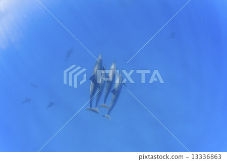 Dolphins at the Island of Hawaii 13336863