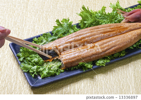 在奧卡拉製作的健康鰻魚 13336897