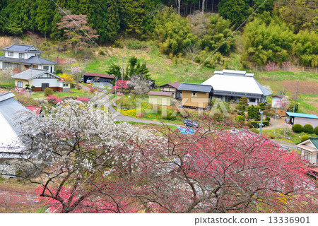 Hanatomagaku Yamato Hanatomagaku Yamato 13336901