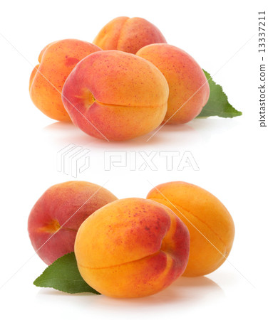 apricot on white background 13337211
