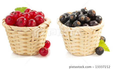 red and black currants berry red and black currants berry 13337212