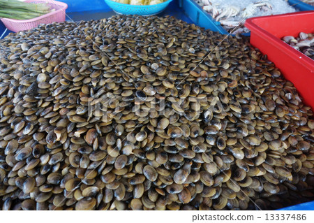 Live clams Live clams 13337486