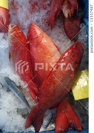 Star grouper fish 13337487