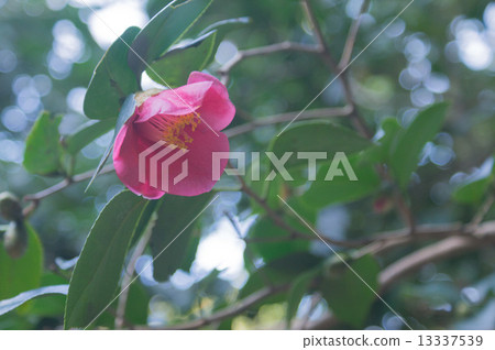 Camellia · Single-blooming pink Camellia · Single-blooming pink 13337539