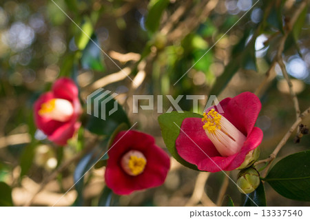 山茶花·單朵盛開的紅色 13337540