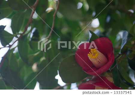 山茶花·單朵盛開的紅色 13337541