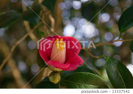 山茶花·單朵盛開的紅色 13337542