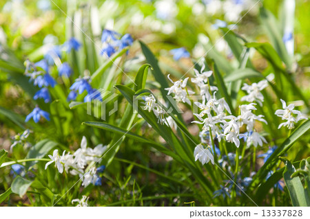 Scilla sibirica. Blue and white spring flowers Scilla sibirica. Blue and white spring flowers 13337828