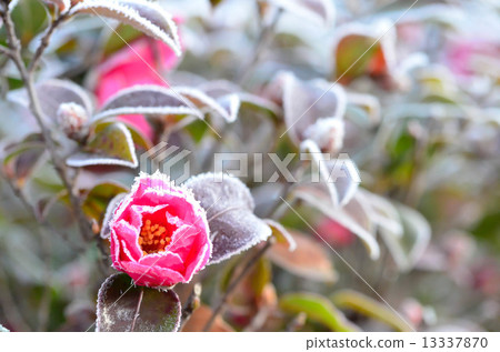 Cold camellia 13337870