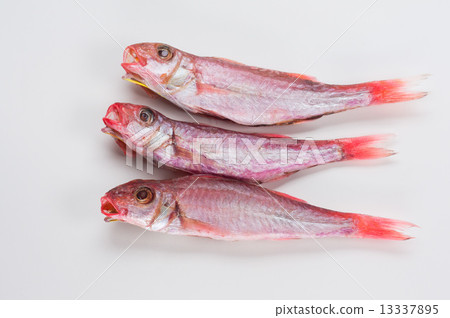 Hiraga kentaro no net dried 13337895