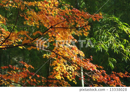 Bamboo groves and autumn leaves Bamboo groves and autumn leaves 13338028