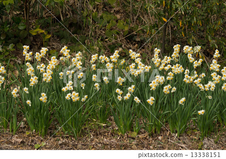 Narcissus of Japan Narcissus of Hagisakayama Narcissus of Japan Narcissus of Hagisakayama 13338151