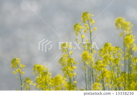 藍芥末（軟） 13338230