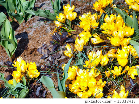 Spring yellow crocuses (macro) 13338415