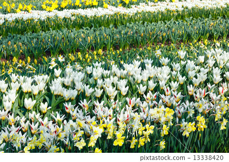 Beautiful white tulips and narcissus. 13338420