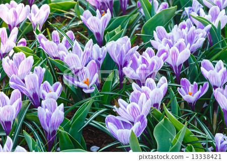 Spring purple crocuses (macro) 13338421