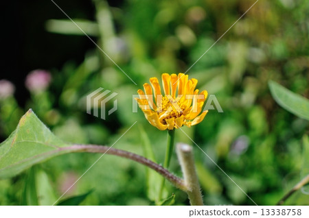 Tanpopo盛開 13338758