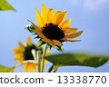 充分向日葵藍天 13338770
