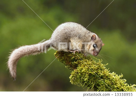 Glis glis Glis glis 13338955