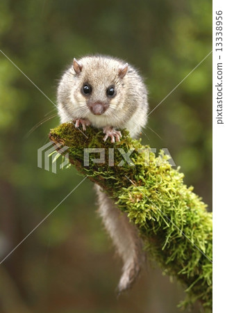 Dormouse Dormouse 13338956