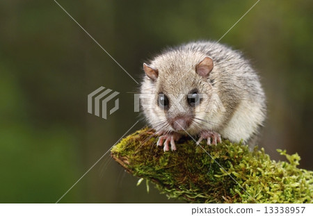 Dormouse in rain 13338957