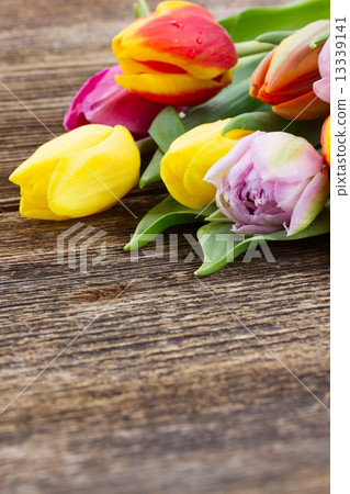 pile of multicolored tulips pile of multicolored tulips 13339141