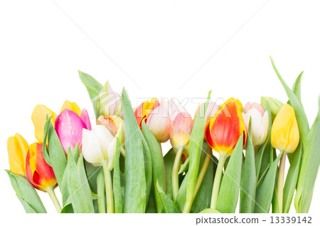 border of multicolored   tulip flowers in white pot 13339142