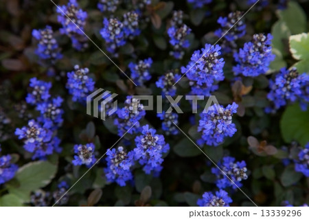 flower flower 13339296