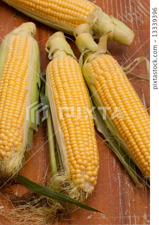 corn 13339396