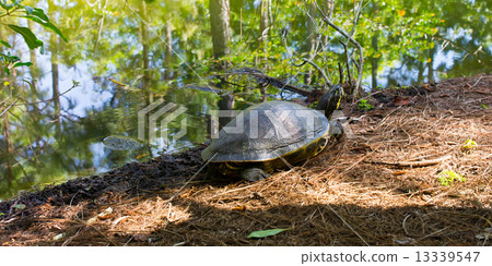 Turtle Turtle 13339547