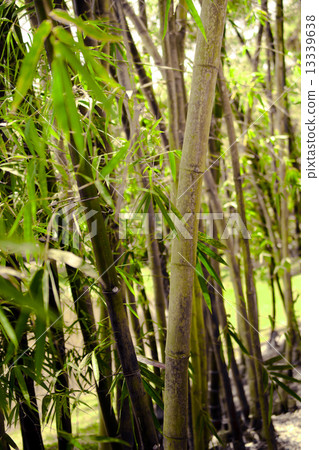Bamboo grove Bamboo grove 13339638
