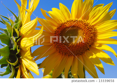 sunflower sunflower 13339658