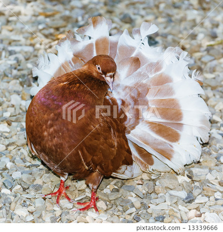 Pigeon Pigeon 13339666