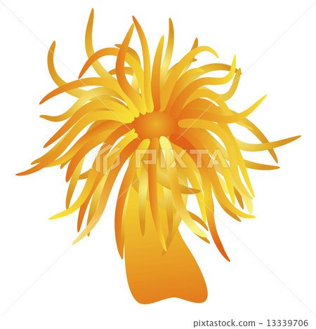 orange sea anemone