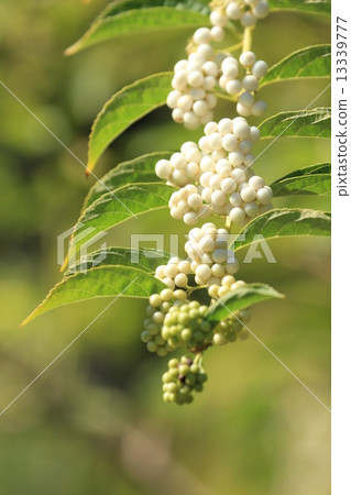 The white purple part fruit of Mukojima Hundred Flower Garden 13339777