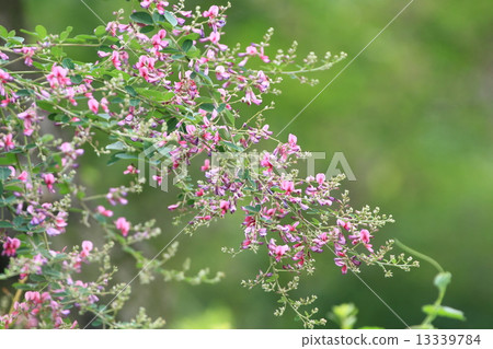 紅色紫色hagi的紅色花和芽在Mukojima Hyakuen 13339784