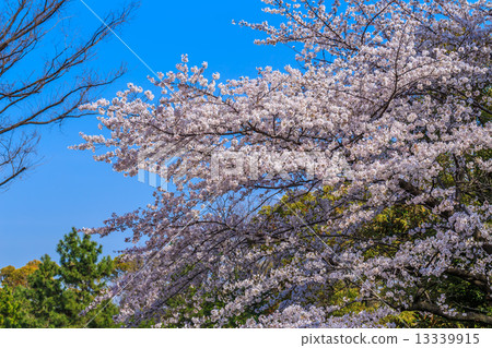 Cherry Blossoms Cherry Blossoms 13339915