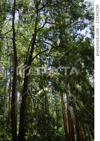 Kibatan no Mori 13340296