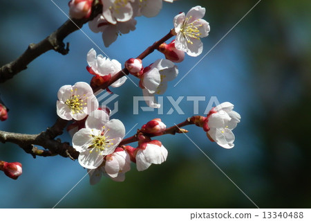 Plum blossom  13340488