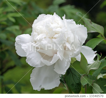 牡丹···Shiramine 13340570